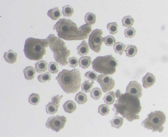 卵子学 生殖細胞が卵母細胞へと分化する仕組みを解明 | 京都大学