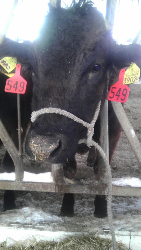 全農ET研ブログ : 牛のお鼻の輪っか
